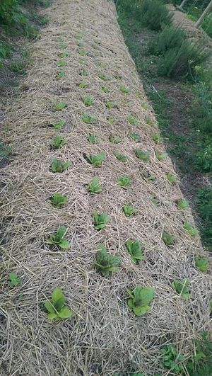 Granja Kokopelli - Agroecología y Permacultura