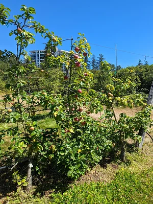 UBC Farm