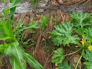 Wazaka´ye Agroecologia 1