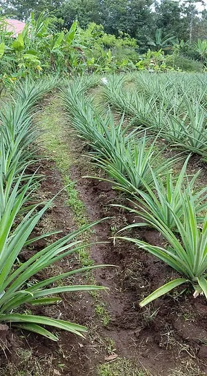 Finca Agroecologica Vivencias Campesinas​