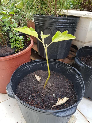 Berinjela (Solanum melongena)