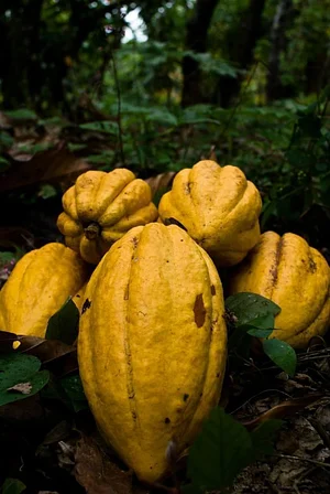 El Retiro Finca Agroecológica