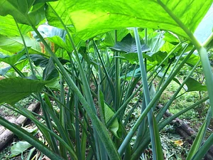 El Retiro Finca Agroecológica
