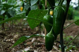 El Retiro Finca Agroecológica