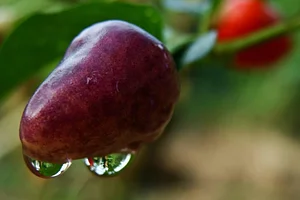 El Retiro Finca Agroecológica