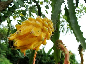 El Retiro Finca Agroecológica