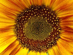 Hacia El Sol