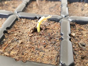 Cajuzinho-do-cerrado (Anacardium humile)