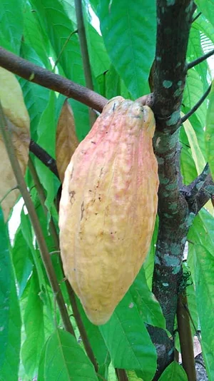 Finca Agroecologica Vivencias Campesinas​