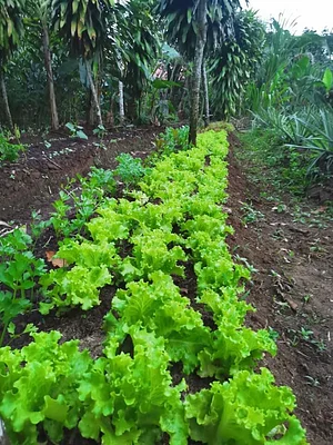 Finca Agroecologica Vivencias Campesinas​