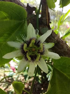 Finca Agroecologica Vivencias Campesinas​