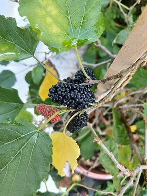 Ready for harvest