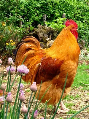 La Ferme de Sourrou
