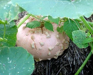 La Ferme de Sourrou