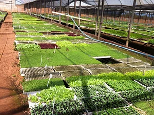 Horta Comunitária do Sudoeste