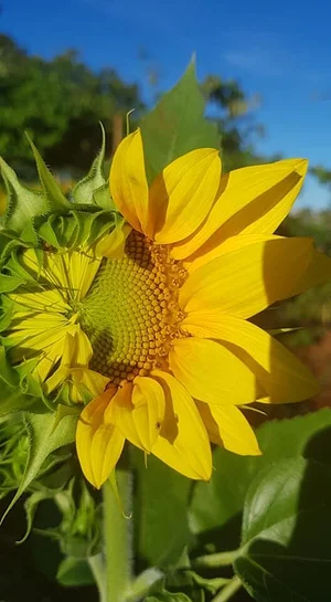 Horta Comunitária do Sudoeste