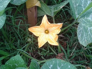 Horta Comunitária do Sudoeste