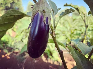 Akal Ferme en Permaculture