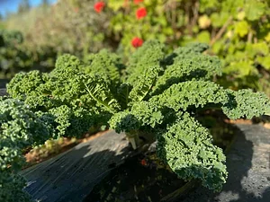 Akal Ferme en Permaculture