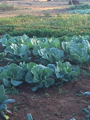 Jody's Farms