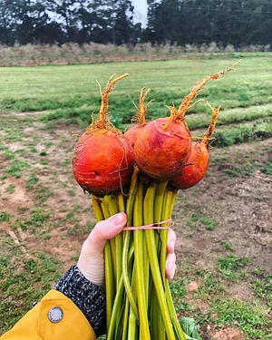 Jody's Farms