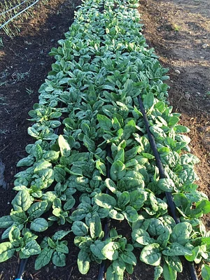 Jody's Farms
