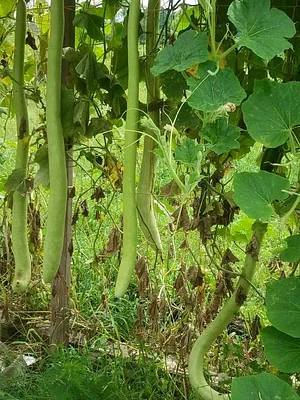 Jody's Farms