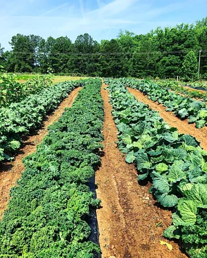 Jody's Farms