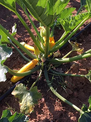 Jody's Farms