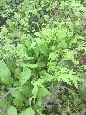 Jody's Farms