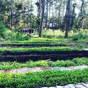 Treehouse Permaculture