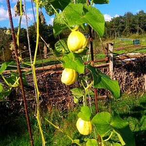 Cultivos no tan habituales en Galicia