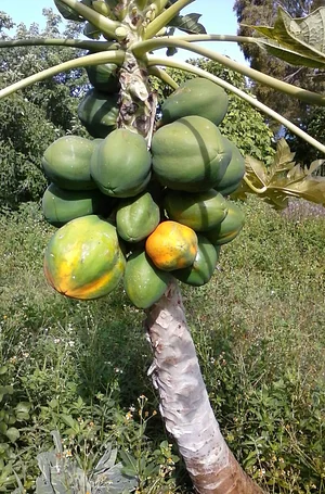 Kolea Farm