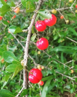 Kolea Farm