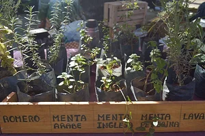 Feria Agroecológica de Córdoba 6