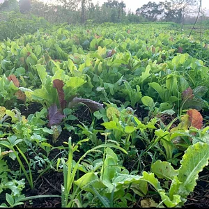 Kolea Farm
