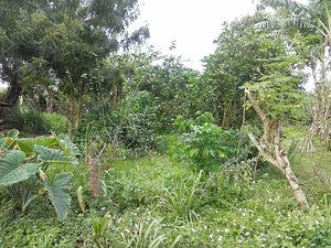 Kolea Farm