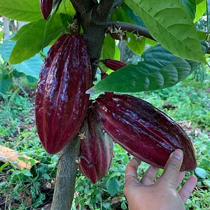 Cacao Fruits