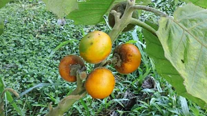 Kolea Farm