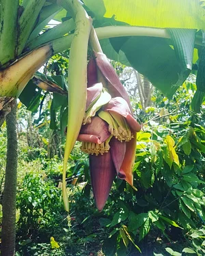 Kolea Farm