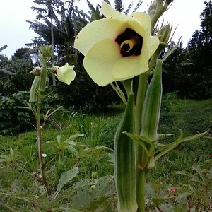 Okra Flower