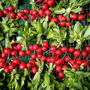 Tap o' Noth Farm