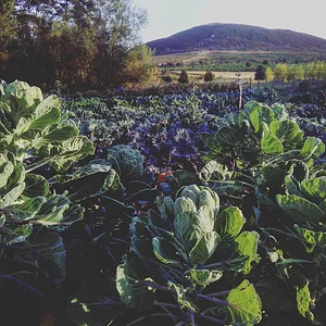 Tap o' Noth Farm