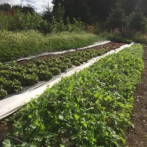 Tap o' Noth Farm