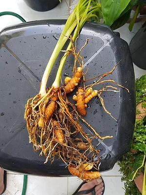 We love turmeric, don't you?