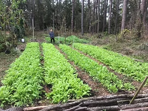 Treehouse Permaculture