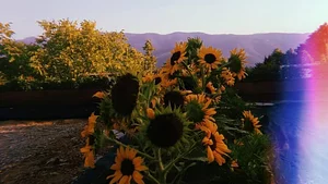 Belentepe Permaculture Practice and Wildlife Farm