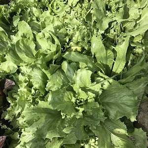 Belentepe Permaculture Practice and Wildlife Farm