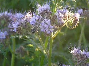 Belentepe Permaculture Practice and Wildlife Farm