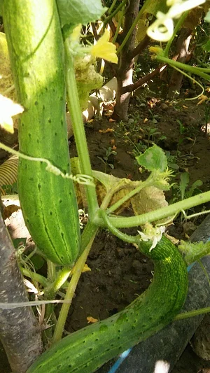Belentepe Permaculture Practice and Wildlife Farm